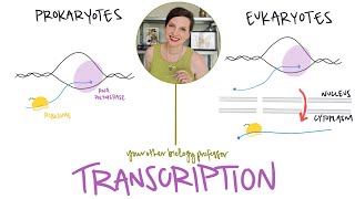 Prokaryotes vs Eukaryotes | Transcription Differences!