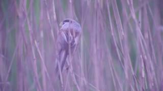 Reed Parrotbill (Paradoxornis heudei)