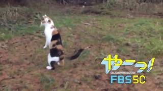 「立ち上がる猫」5秒篇