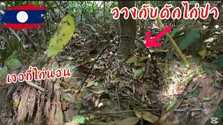 เข้าป่าวางกับดักไก่หมายดีมีลุ้น//ເຂົ້າປ່າຫາໃສ່ແຫ້ວໄກ່ປ່າ