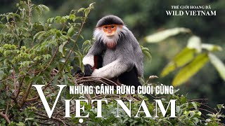 VIỆT NAM - NHỮNG CÁNH RỪNG HOANG DÃ CUỐI CÙNG. #thegioidongvat