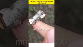 ലോകത്തിലെ മൂന്ന് വിത്യസ്തമായ ജീവികൾ 😱 fact / by / mrrikshan 2.O