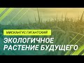 Мискантус Гигантский: Шанс на экологически чистое будущее