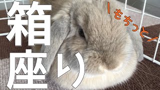 うさぎの箱座りがおもちみたい！歯ぎしりもしてまったりのホーランドロップ