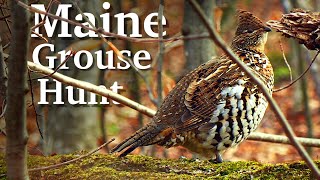 Ruffed Grouse Hunting – North Maine Woods | 2021