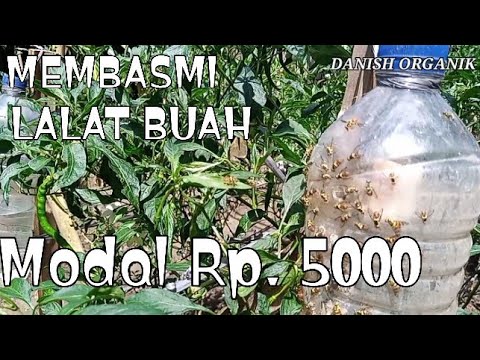 CARA MEMBASMI LALAT BUAH PADA TANAMAN CABE | Danish Organik - YouTube