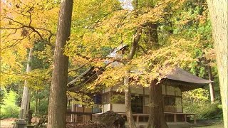 推定樹齢９００年　菩提寺の大イチョウ色づく　国の天然記念物【岡山・奈義町】 (22/11/18 11:35)