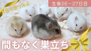 ＼生後26～27日／赤ちゃん、まもなく巣立ち【ジャンガリアンハムスター】