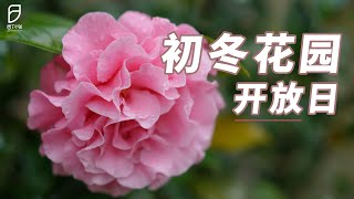 【园丁小饭】没想到，初冬的小花园也是暗藏生机呀