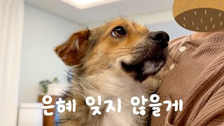 겁 많던 강아지를 입양 보냈습니다...