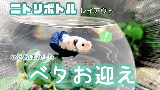 ［アクアリウム］ベタお迎えしました!［ベタボトル］