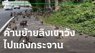 ภาวะโลกร้อง : ค้านย้ายลิงเขาวังไปแก่งกระจาน | 14-11-65 | ไทยรัฐเจาะประเด็น