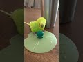 求愛セキセイインコ