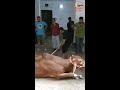 grounding qurbani cow 2022 eid ul azha exclusive goru qurbani video qurbani eid in dhaka 2022