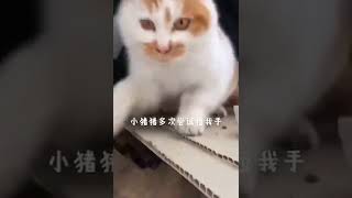 这么懂事的猫咪，让人心疼