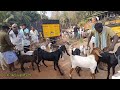 ചേളാരി ചന്തയിലെ ആട് കച്ചവടം 10 01 2023 chelari goatmarket