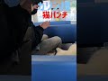 男性には容赦なく強烈猫パンチのボス猫カリン様‼️ shorts