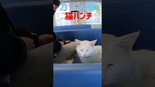 男性には容赦なく強烈猫パンチのボス猫カリン様‼️#shorts