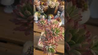 미니벨금 |Korean succulent plants|다육식물|