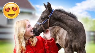 Ik ben GEVALLEN van MIJN PAARD 😳 + VEULEN GEBOREN op STAL! 😍 Vlog #113