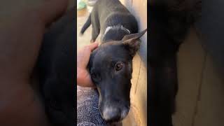 La cachorra mediana Jacinta una de los perros en espera de hogar de nuestra protectora en Alcañiz.