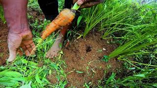 අපිට හම්බෙන එළවළු Vegetable Cultivation in Nuwaraeliya Sri Lanka