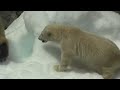 【男鹿水族館gao】クルミとミルク mother and child of polar bear