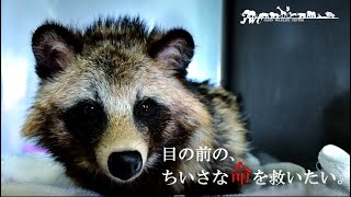 【クラウドファンディング】傷付いた野生動物達を救う。運動場を増設し、適切なリハビリケアの実現へ。