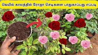 🔴🌹வெயில் காலத்தில் ரோஜா செடிகளை பாதுகாப்பது எப்படி ?? Summer care tips rose plant