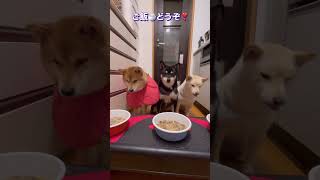 【3匹の柴犬  夕飯ウマウマ】お出かけしてたから夕方まで爆睡😪でもいつもはらぺこあおむし🐛のりーまーるー青🐛みんな完食満腹🍴🐷💓#柴犬  #しばいぬ ＃りーまーるー