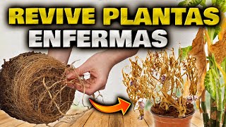 EVITA que MUERAN! SALVA tus PLANTAS ENFERMAS, Secas o con Hojas Amarillas | Como CURAR PLANTAS Fácil