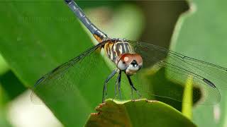 Dragonfly Basic Information