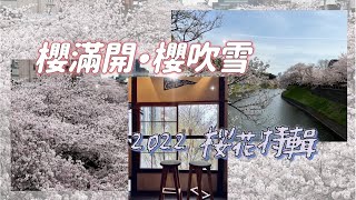 ［東京櫻花爆開］各地飄起櫻花雪