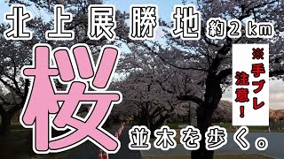 桜の名所【北上展勝地】早朝気温０℃の中歩いた