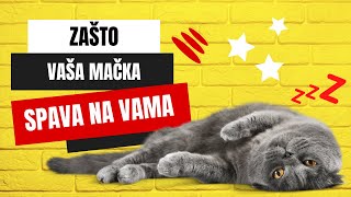 Zašto vaša mačka spava na vama