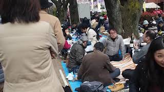 文京さくらまつり　播磨坂さくら並木　桜は満開　お花見日和　2019.3.31  Sakura