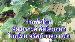 ว่านพัดโบก พัดเคราะห์ พัดกรรม พัดสิ่งชั่วร้ายออกไป โบกเงิน โบกทอง โบกโชค โบกลาภเข้าหาผู้ปลูก