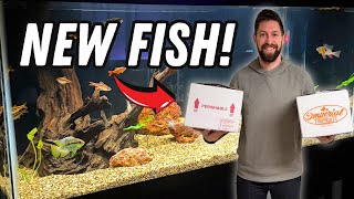 3 NEW AQUARIUMS! Cichlid Tank Setups for Small Cichlids