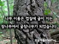 굴참나무 오늘의숲