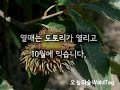 굴참나무 오늘의숲