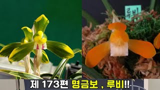 [1월27일]173편 명금보,루비[판매완료] [난초,좋은난,건강한난,화소정,힐링,취미,한국춘란,춘란판매,난초배양,난초물주기,난병해,무료,나눔,신지식인,튼튼한난,명명품,춘란]