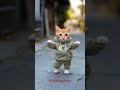 Cat Dance Party#cat #lovecats #cats #catvideos  #catlover #princesscat #kitten #dance #partyanimals