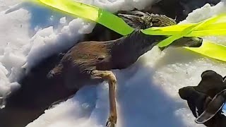 What happened after rescuing the deer trapped in the frozen lake surprised everyone