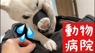 【デキモノ】できた！ので、動物病院。のついでに健康診断！？