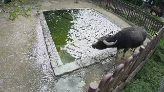 とべ動物園アジアスイギュウと散ってしまった桜