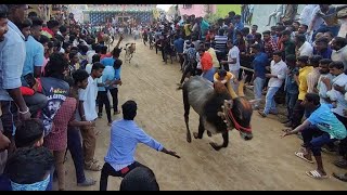 கலக்கமுட்லுவில்   கலக்கிய களைகள் -  #jallikattu #ஜல்லிக்கட்டு #கிருஷ்ணகிரிமாவட்டம்  #ஏறுதழுவுதல்