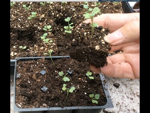 GROW YOUR OWN - Cabbage, Broccoli, Collards and Brussels Sprouts (OAG 2015) GROW YOUR OWN - Cabbage, Broccoli, Collards and Brussels Sprouts (OAG 2015)