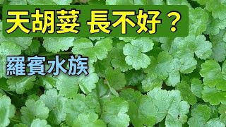 羅賓水族問答 天胡荽在夏天為何長不好？