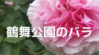 鶴舞公園のバラ　2020年5月15日