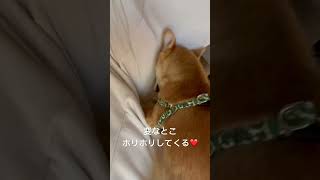 ココ掘れワンワン！！#柴犬 #癒し #犬 #可愛い #おもしろい #豆柴 #ココ掘れワンワン